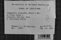 Junghuhnia luteoalba image