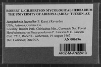 Junghuhnia luteoalba image