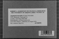 Junghuhnia luteoalba image