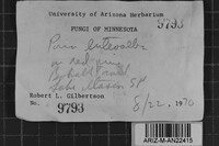 Junghuhnia luteoalba image