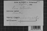 Junghuhnia luteoalba image