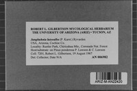 Junghuhnia luteoalba image