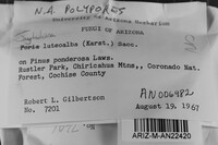 Junghuhnia luteoalba image