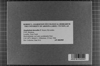 Junghuhnia luteoalba image