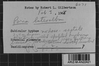 Junghuhnia luteoalba image