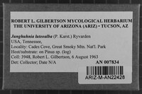 Junghuhnia luteoalba image