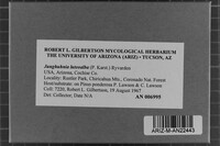 Junghuhnia luteoalba image