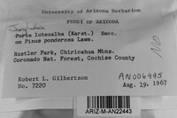 Junghuhnia luteoalba image