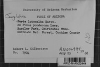 Junghuhnia luteoalba image