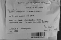 Junghuhnia luteoalba image