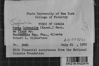 Junghuhnia luteoalba image