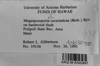 Cerioporus cavernulosus image