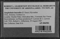 Junghuhnia luteoalba image