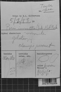 Meruliporia incrassata image