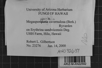 Cerioporus cavernulosus image