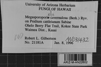 Cerioporus cavernulosus image