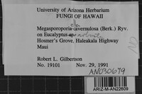 Cerioporus cavernulosus image
