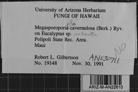Cerioporus cavernulosus image