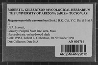 Cerioporus cavernulosus image