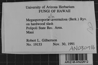 Cerioporus cavernulosus image