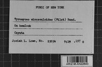 Postia ceriflua image