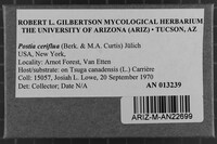 Postia ceriflua image