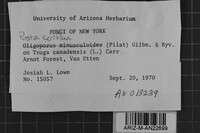 Postia ceriflua image