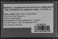 Postia ceriflua image