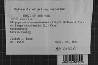 Postia ceriflua image