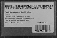 Postia luteocaesia image