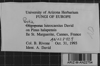 Image Associated With the Occurrence