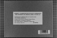 Pachykytospora alabamae image