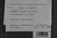 Postia undosa image