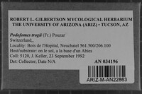 Podofomes trogii image