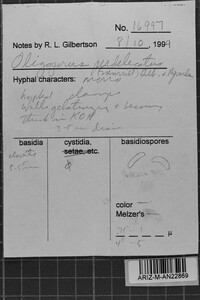 Postia perdelicata image
