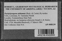 Pachykytospora alabamae image