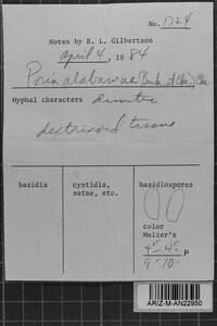 Pachykytospora alabamae image