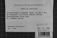 Pachykytospora alabamae image