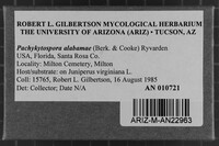 Pachykytospora alabamae image