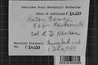 Pachykytospora alabamae image