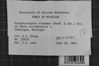 Pachykytospora alabamae image