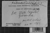 Pachykytospora alabamae image