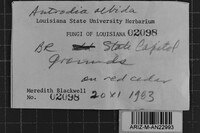 Pachykytospora alabamae image