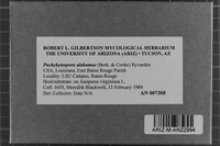 Pachykytospora alabamae image