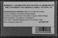 Pachykytospora alabamae image