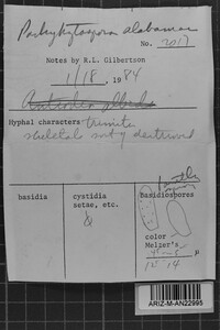 Pachykytospora alabamae image