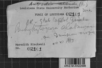 Pachykytospora alabamae image