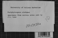 Pachykytospora alabamae image