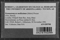 Parmastomyces mollissimus image