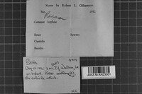 Pachykytospora alabamae image